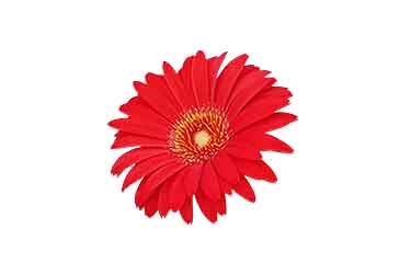 Gerbera Sweet Love0.jpg